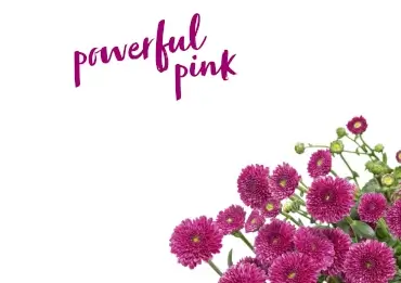 Trend Colours 2024 - Powerful Pink