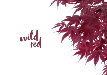 Coloris Trend Colours 2024 Wild Red