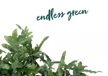 Trend Colours 2024 - Coloris Endless Green